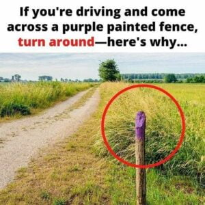 If You See a Painted Purple Fence, This Is What It Means