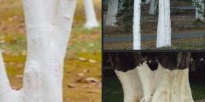If you spot white-painted trees, you had better know what it means.